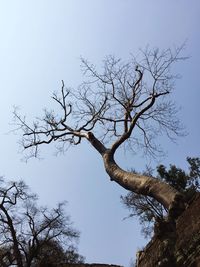 Low angle view of bare trees against clear sky