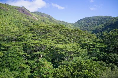 Drone field of green tree canopy and forest mahe, seychelles.