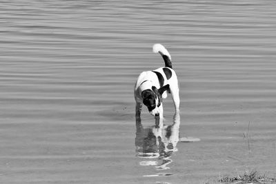 Dog in shallow water