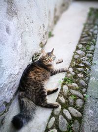 Close-up of cat sitting on rock