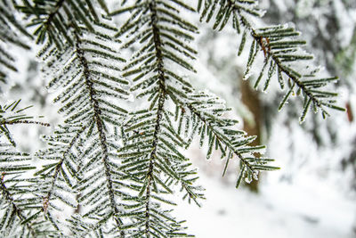 Close-up of pine tree