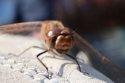 Close-up of dragonfly