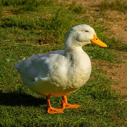 animal themes