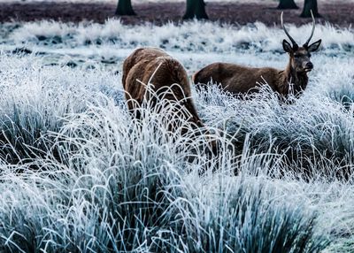 Sheep in grass