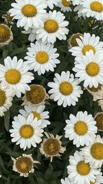 High angle view of white daisy flowers