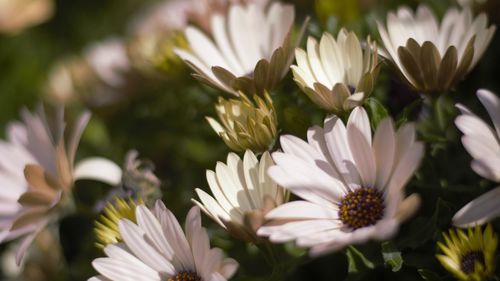 Close-up of white flowering plants