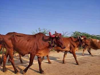 Street journals- indian cows crossing a highway during day