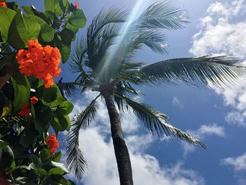 Low angle view of coconut palm tree against sky