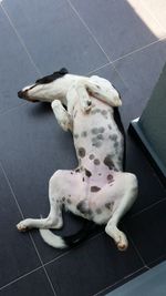 High angle view of dog sleeping on floor