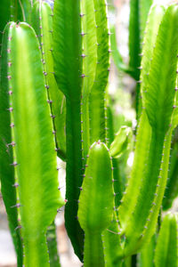 Close-up of succulent plant