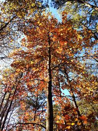 Low angle view of tree against sky