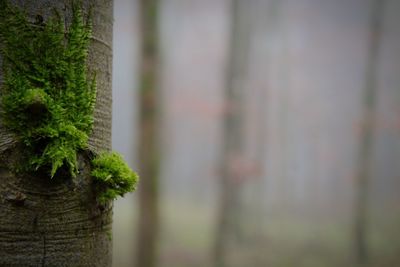 Close-up of moss on tree trunk