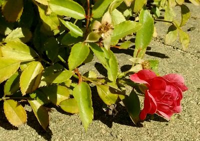 Close-up of roses blooming outdoors