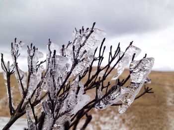 Close-up of plant against blurred background