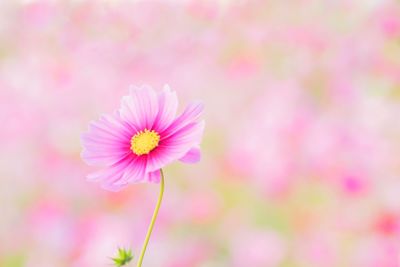 Close-up of pink cosmos flower blooming outdoors