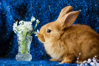 Cute fluffy ginger rabbit on a blue background with a bouquet of flowers