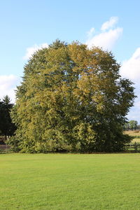 Tree on field against sky