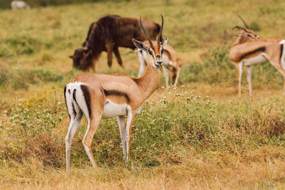 Impala antelope grazing on field