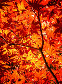 Full frame shot of autumn leaves