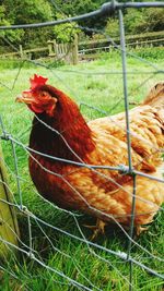 Close-up of rooster on field