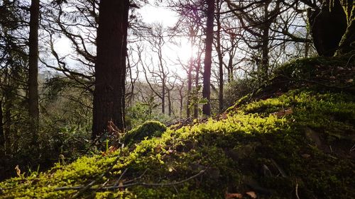 Trees in forest