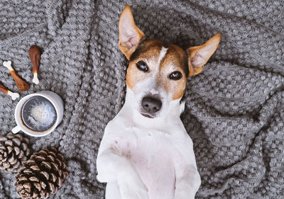 High angle portrait of dog