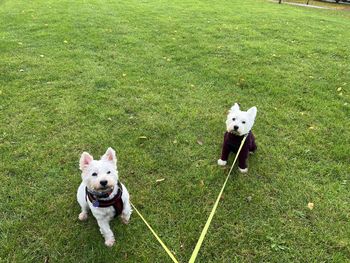 Two white west highland terriers on a field 