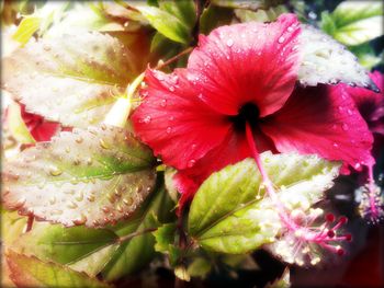 Close-up of pink flowers