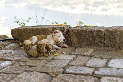 View of a dog resting on the wall