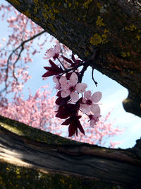 Low angle view of cherry blossoms against sky