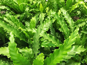 Full frame shot of fresh green plants