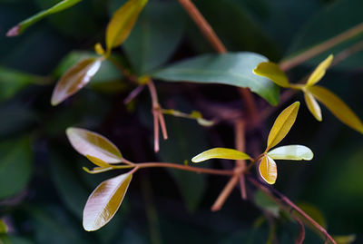 Close-up of yellow flowering plant