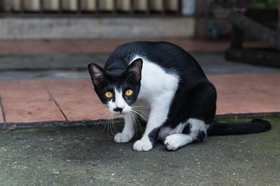 Portrait of black cat sitting outdoors