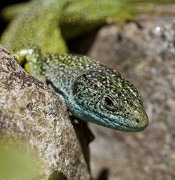 Close-up of lizard on rock