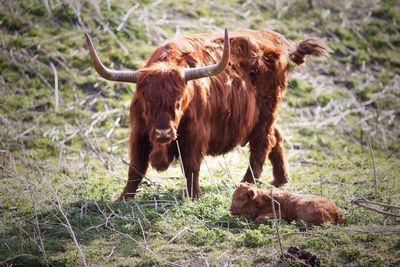 Cow on grass