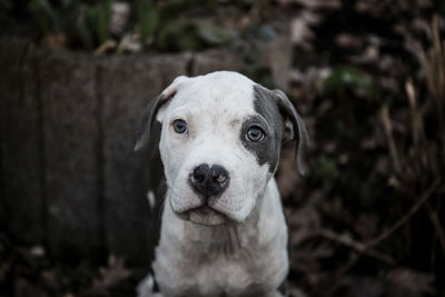 Close-up portrait of dog
