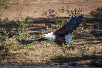 Close-up of african fish eagle landing
