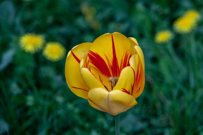 Close-up of yellow tulip on field