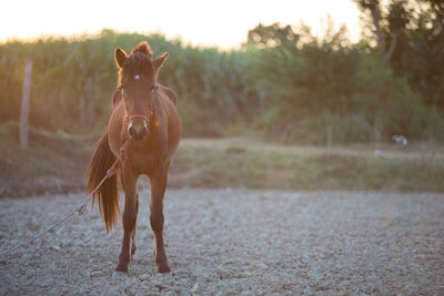 Horse standing on field