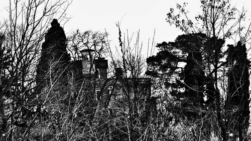 Plants growing on tree