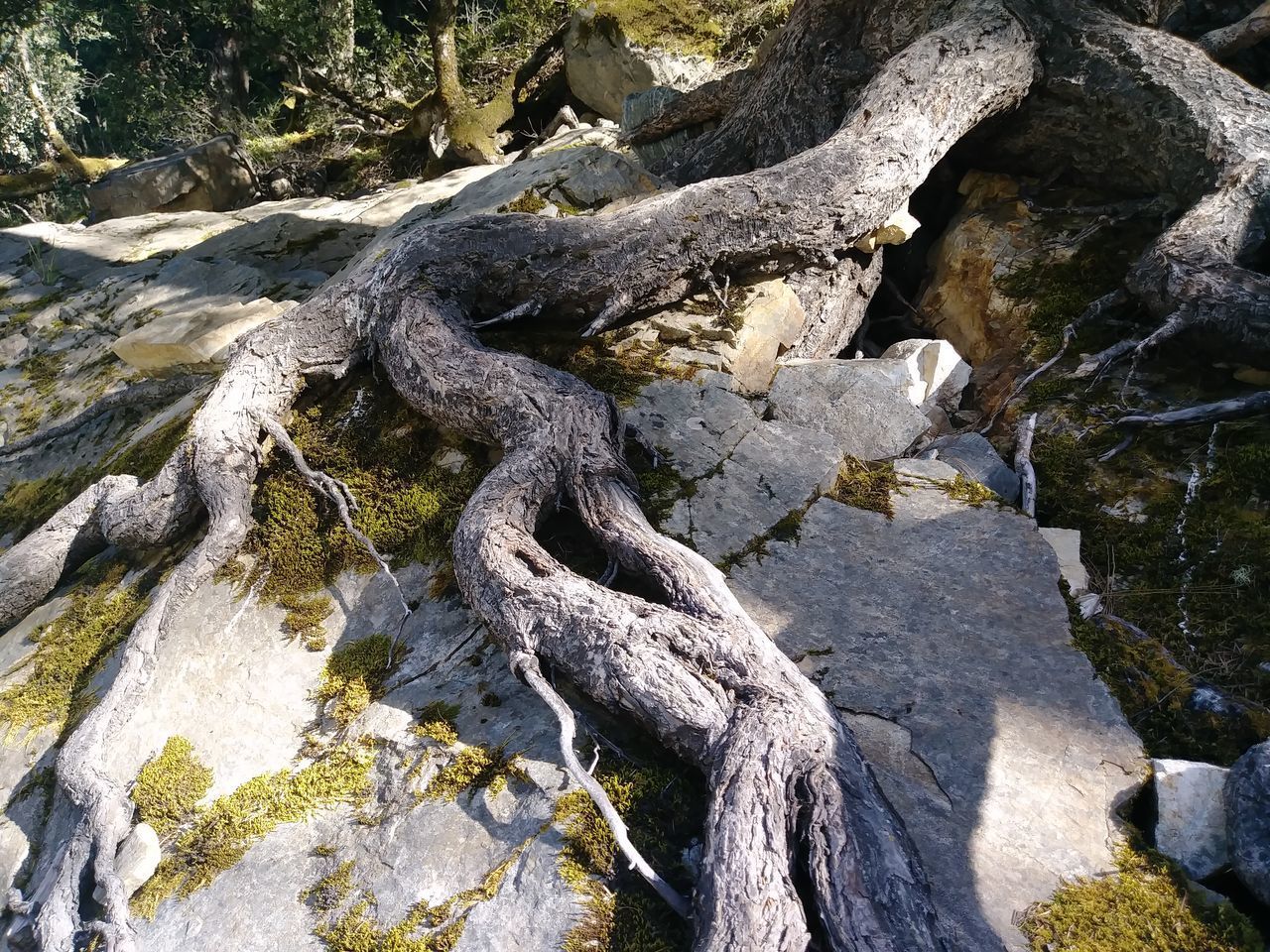 CLOSE-UP OF LIZARD ON ROCK AGAINST TREES