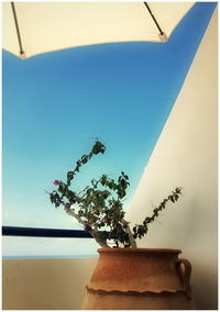 Low angle view of potted plant on wall