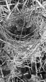 Close-up of spider web on plant