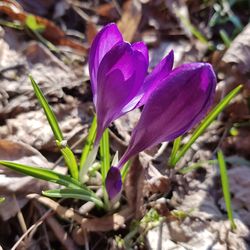 Close-up of purple crocus flowers on field