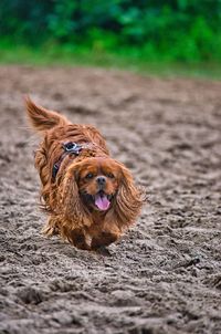 Portrait of a dog on field