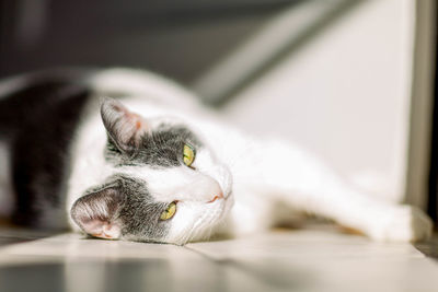 Close-up of a cat sleeping