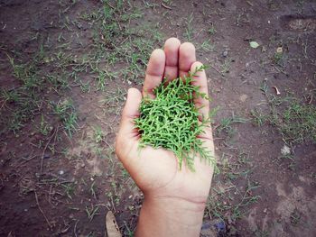 Cropped image of person holding plant