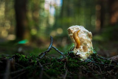 Close-up of mushroom on tree trunk