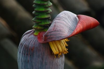 Close-up of flowers growing on tree trunk