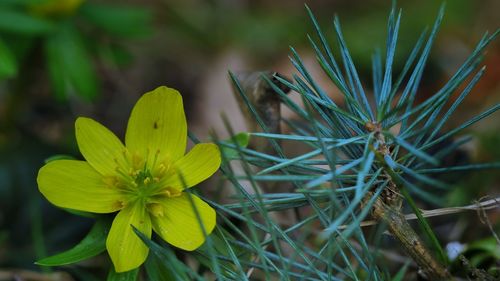 Close-up of yellow flowering plant